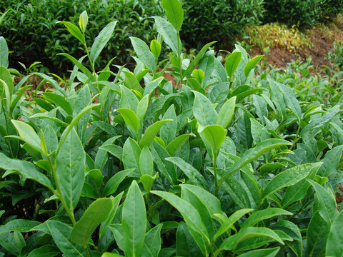 茶葉