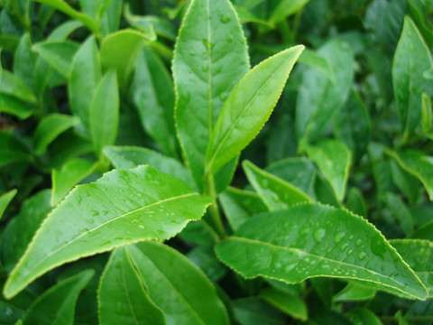 茶葉