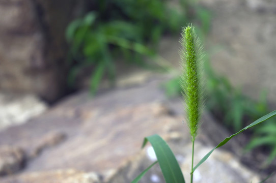 狗尾草