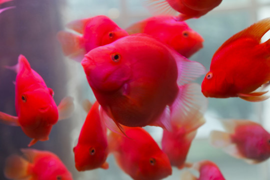 鸚鵡魚