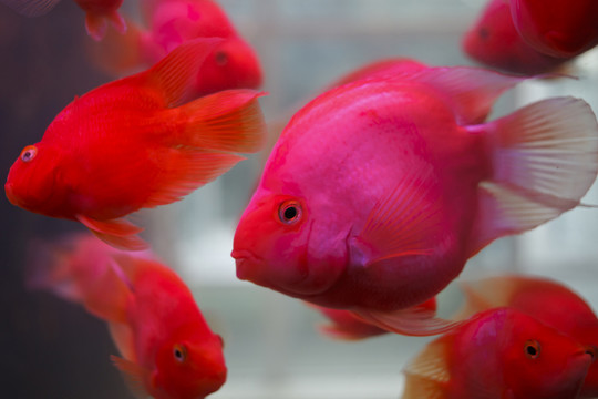 鸚鵡魚