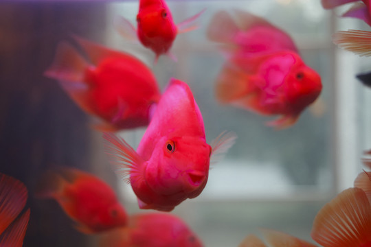 鸚鵡魚(yú)