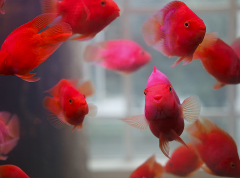 鸚鵡魚