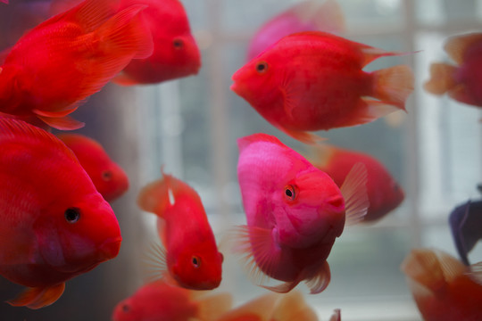 鸚鵡魚