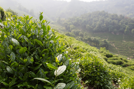 茶樹茶園