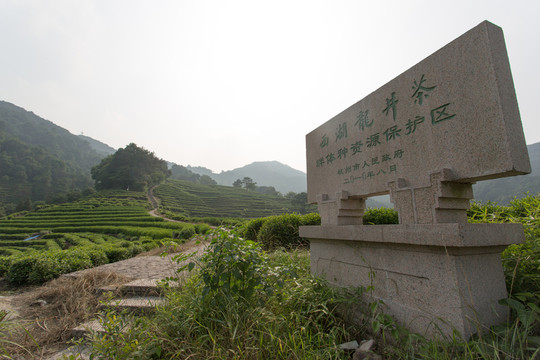 杭州龍井山茶葉園
