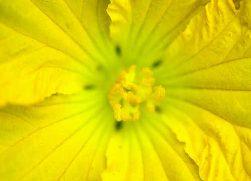花蕊