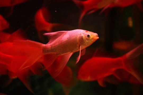 觀賞魚