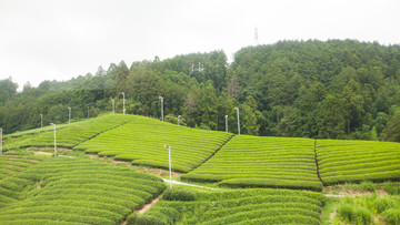 高山茶園