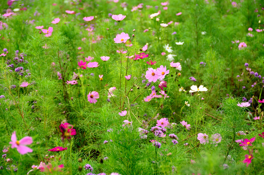 波斯菊  格桑花