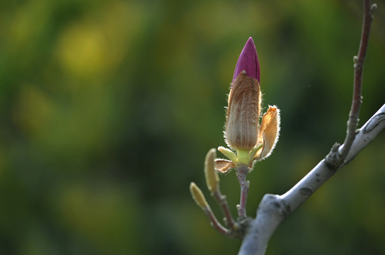 玉蘭花