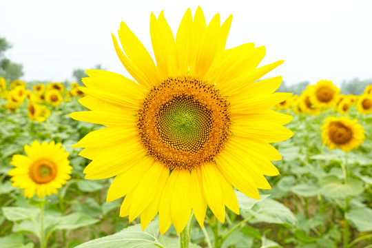 向日葵花正面