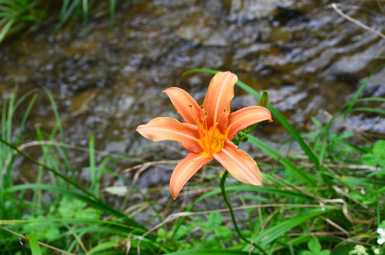 百合花