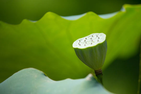 蓮蓬和荷葉