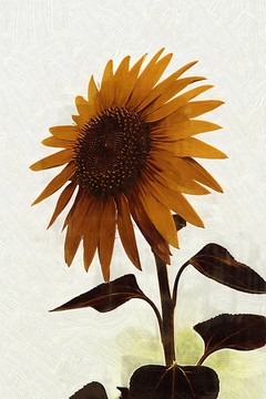 繪畫(huà) 向日葵