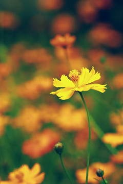 孔雀菊