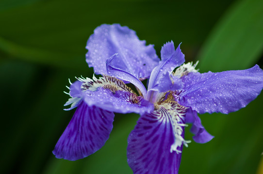 鳶尾花（蘭花）