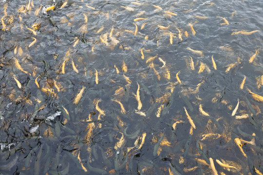魚池