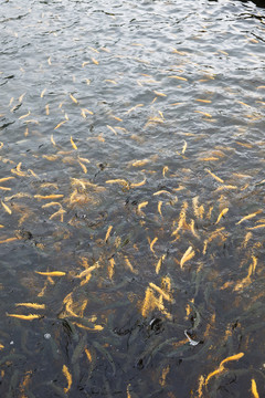 魚池