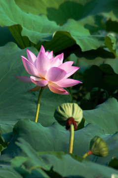 荷花