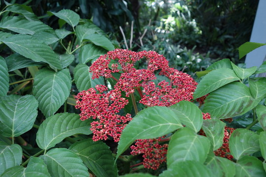 上海植物園熱帶花卉
