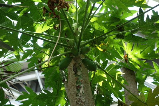 木瓜