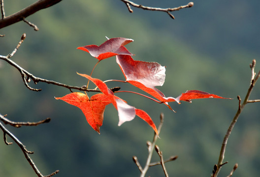 楓葉