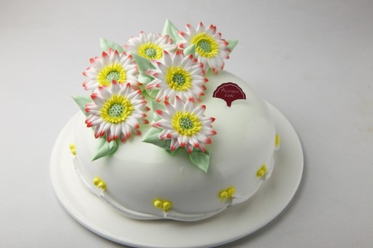 生日蛋糕瓜葉菊