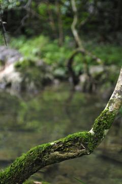 樹(shù)木