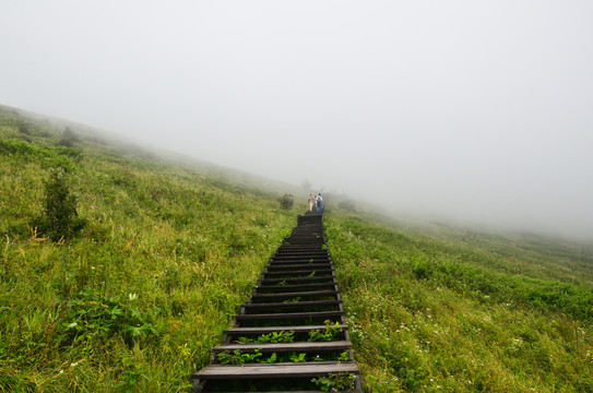 高山草甸