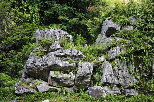 天然盆景