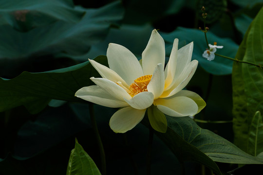 荷花