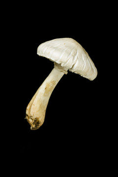 菌類  蘑菇