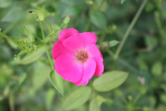 山海關(guān)之花