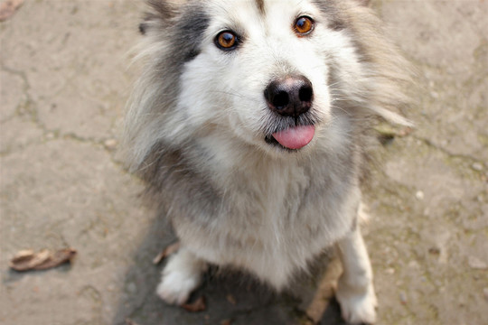 可愛的雪橇犬