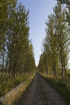 鄉(xiāng)間小路