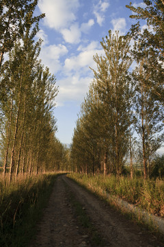 小路