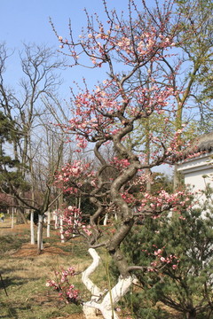 梅花樹