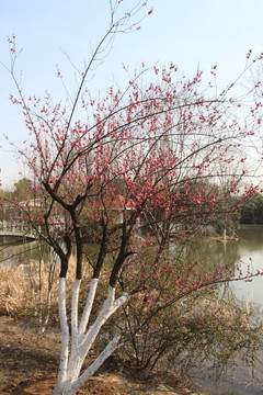 梅花