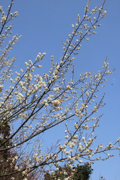 梅花