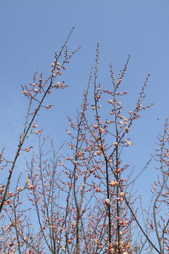 梅花