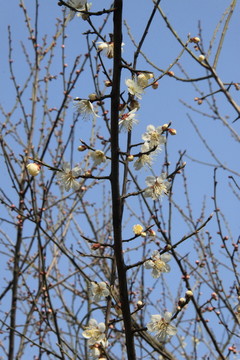 梅花