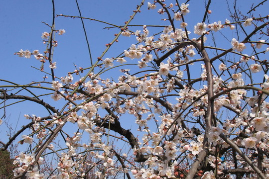 梅花