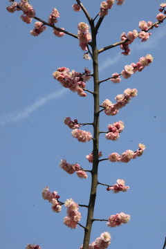 梅花