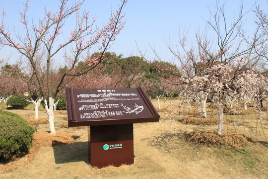 梅園