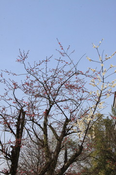 梅花