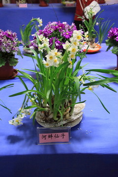 水仙花