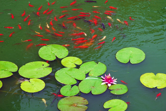 睡蓮 金魚