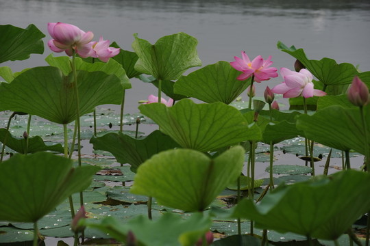 荷花