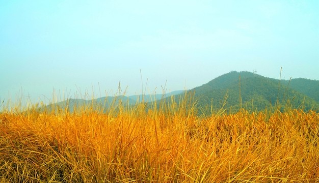 金色田園風(fēng)光